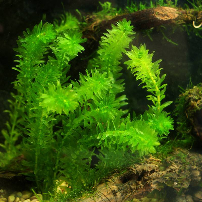 蜈蚣草能净化水质吗?一种适合家庭养殖的神奇水草