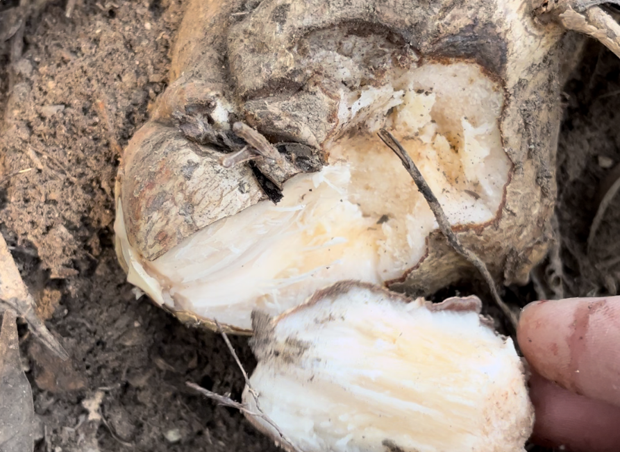 金刚藤,又称钢菱角,红灯果,有4种作用,农民朋友要了解!