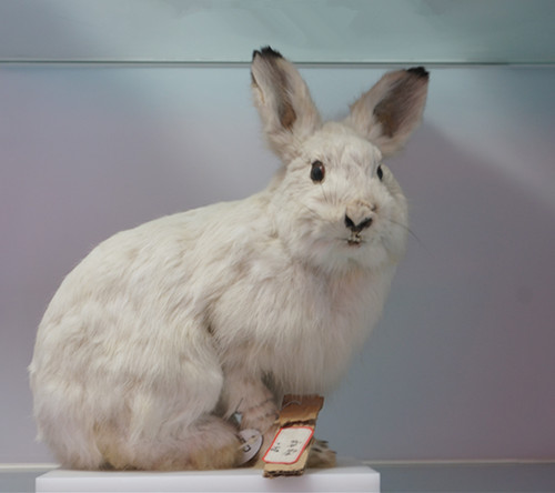 学姐带你做标本——动物篇