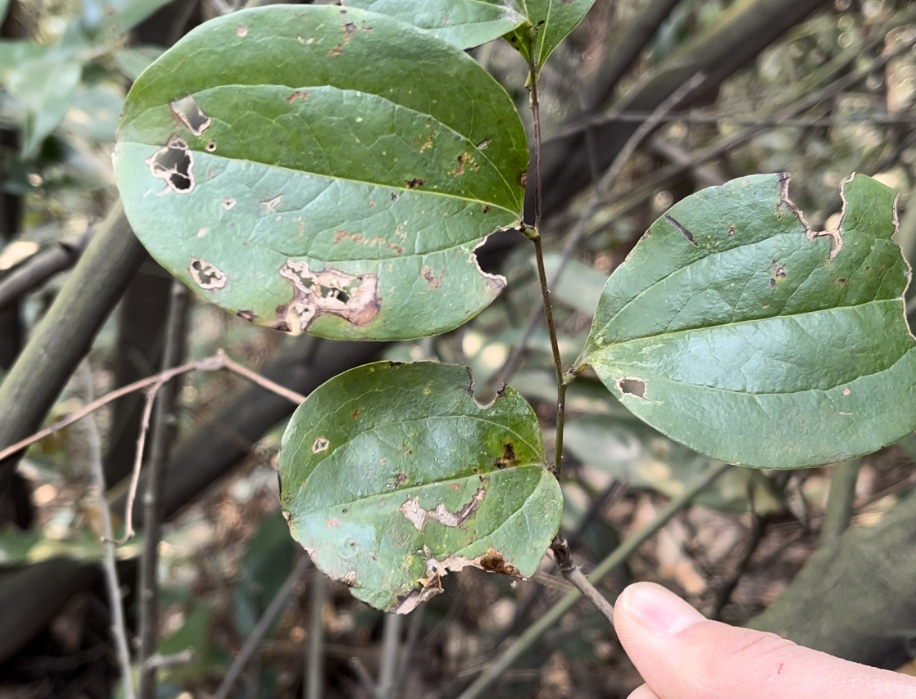 金刚藤,又称铁菱角,红灯果,有4大功效,农民朋友了解一下!