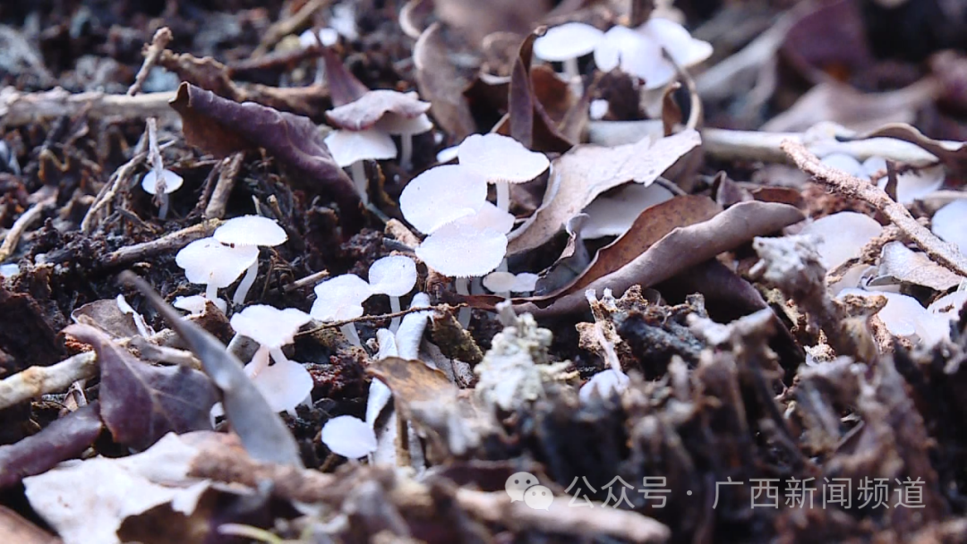 吃不得!这种南宁城市公园中最常见蘑菇,叫"icu菇"