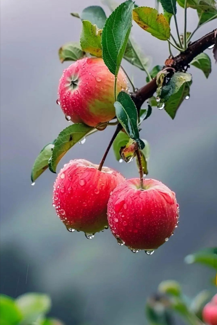 嘎嘣脆的大红苹果🍎,大山的馈赠,个个秀丽,脆甜欲滴