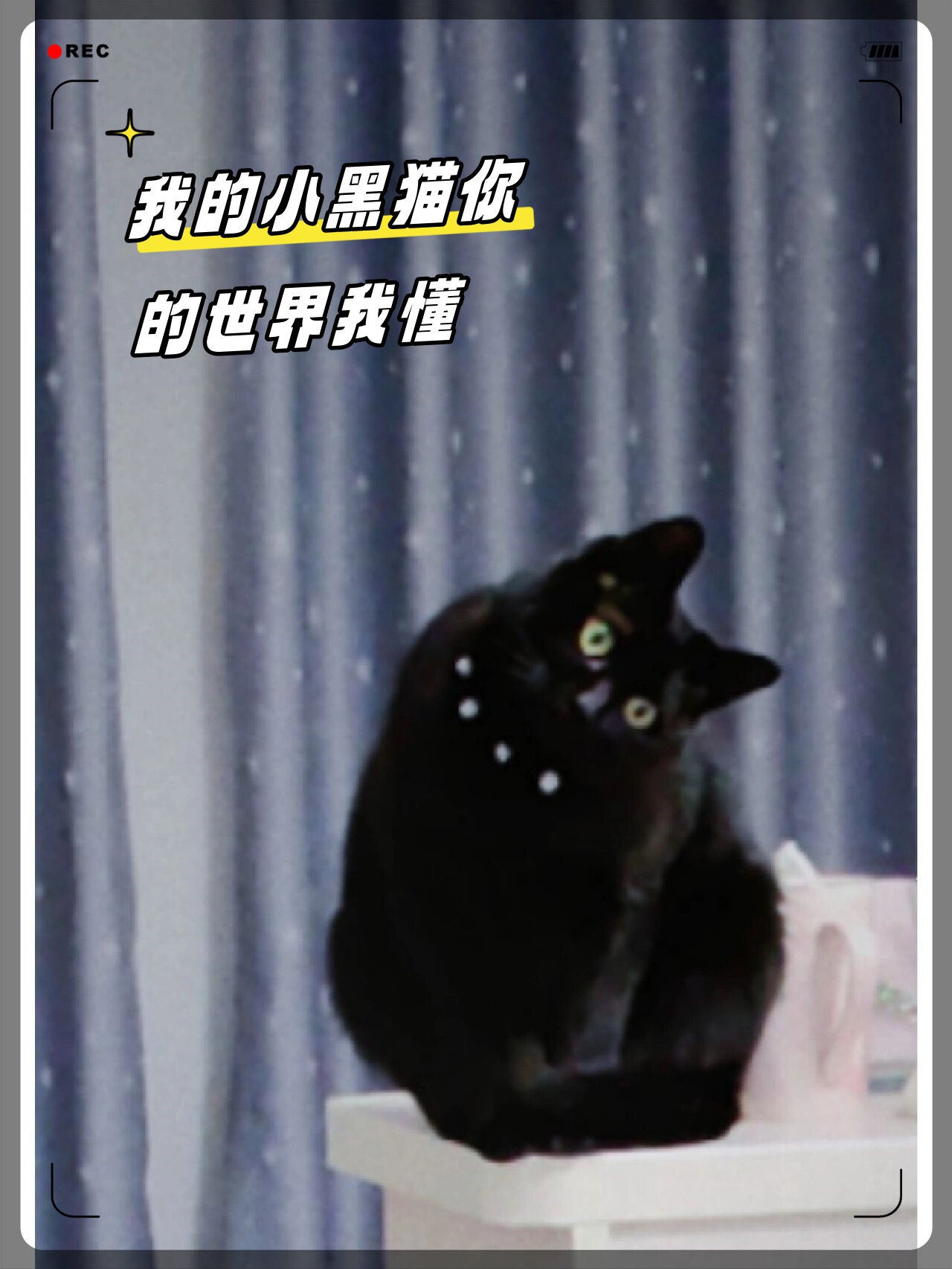 我的小黑猫你的世界我懂
