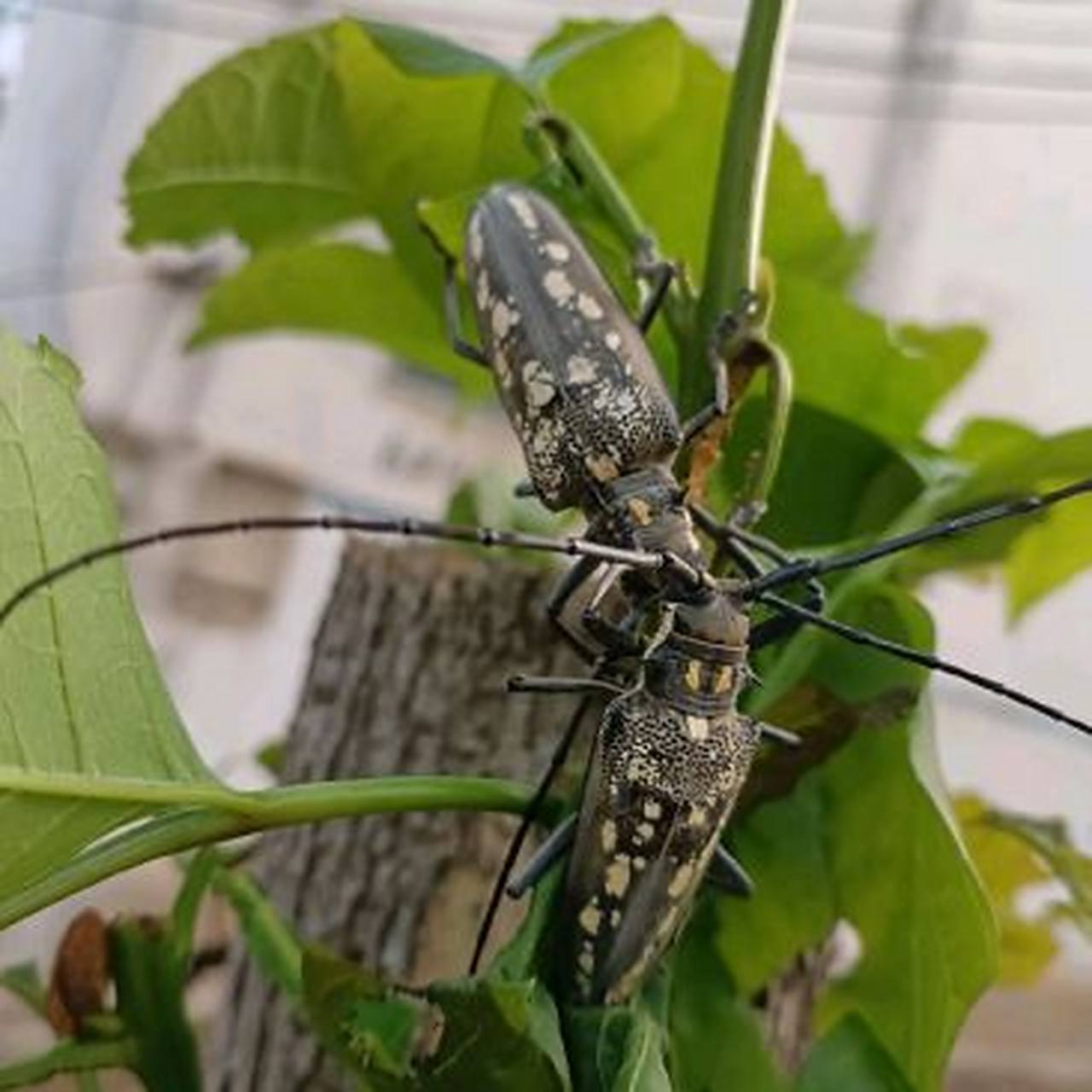 出门看到门口的树上有个大虫,这个虫子我叫他天牛,在你们那里叫啥呢?