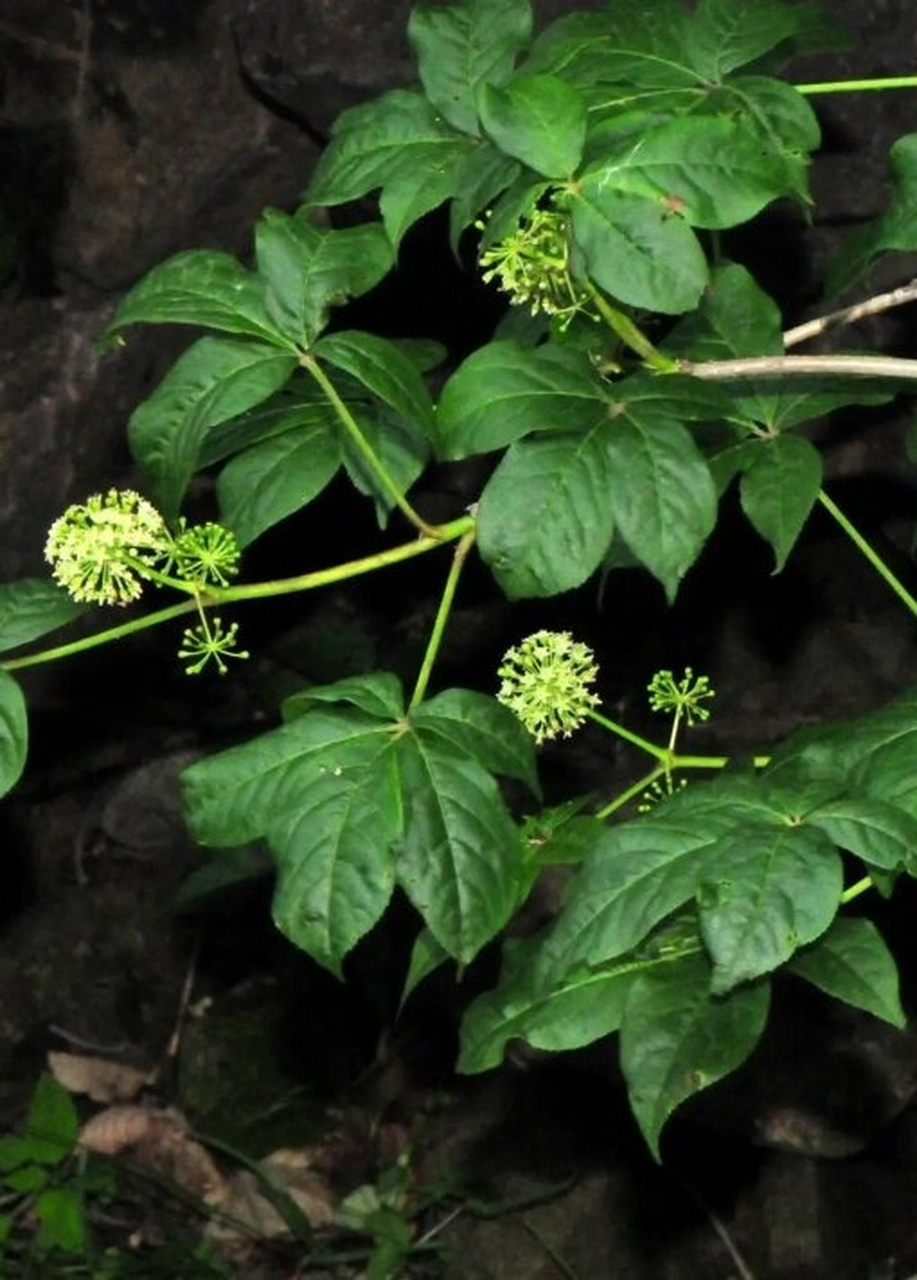 每天认识一种本草植物  刺五加是一种灌木,通常生长在山坡,林边等地方