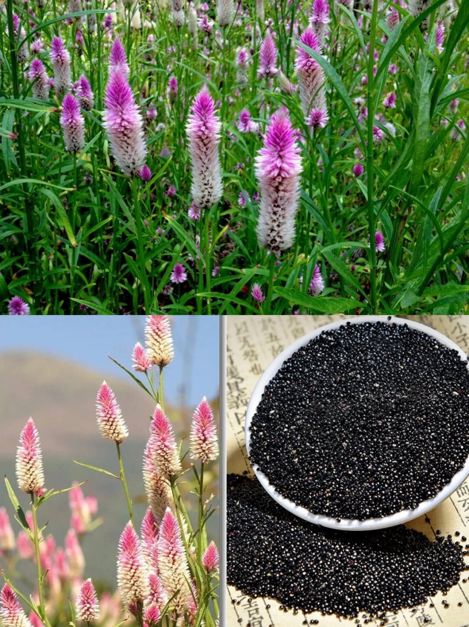 每天认识一味中草药|青葙子  别名小知识:  青葙子有许多有趣的别名