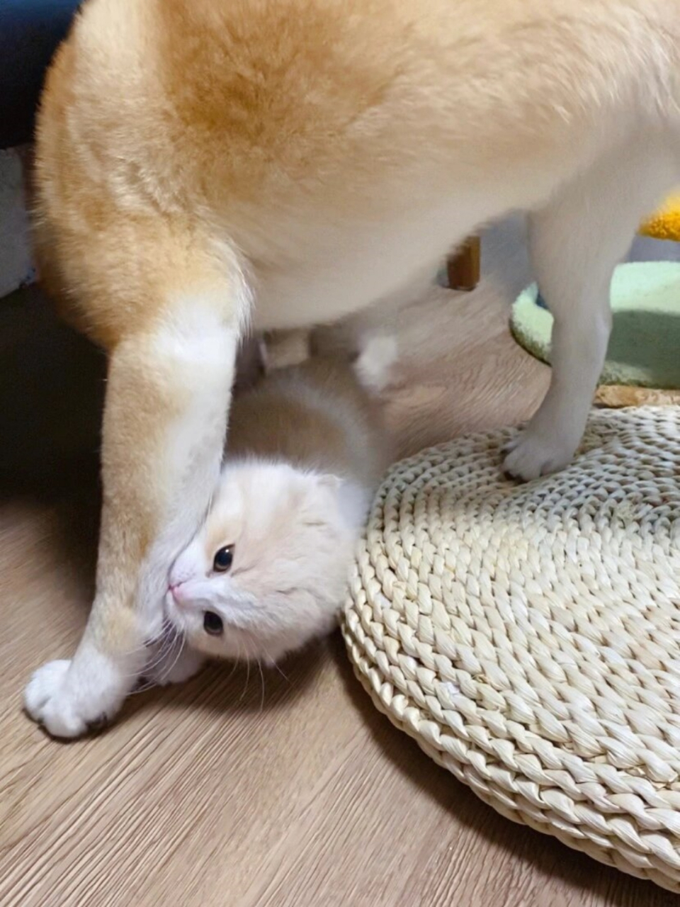 你们要的甜宠情头和表情包  第一张甜的我晕厥