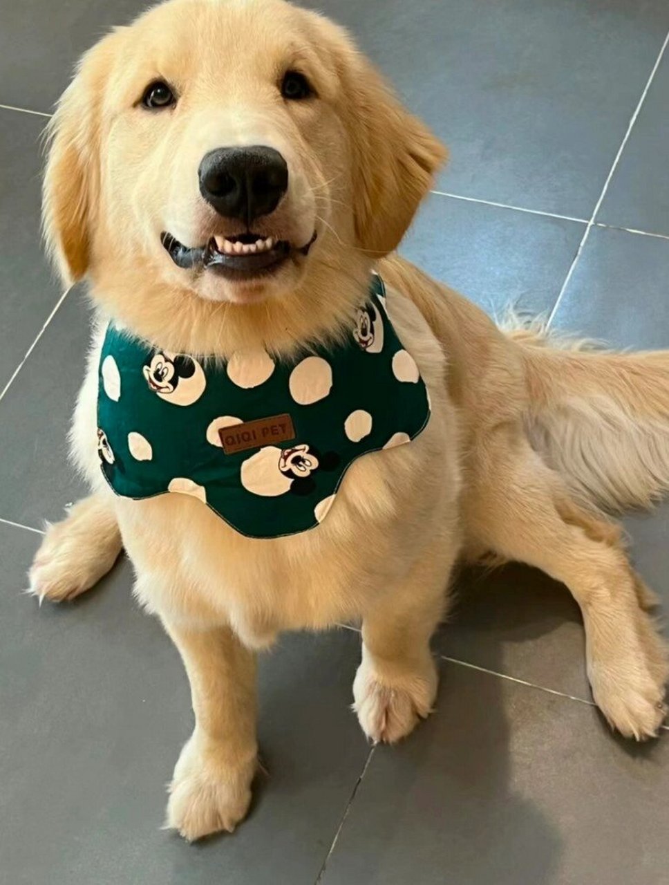 金毛幼犬无偿领养找新家  纯种金毛幼犬,宝宝已经两个多月啦!