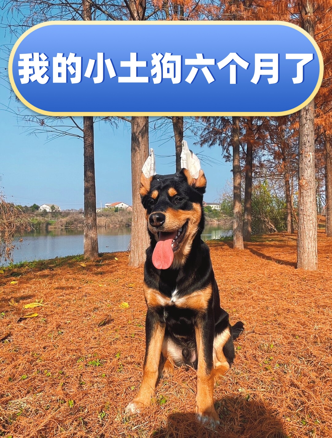 我的小土狗六个月了