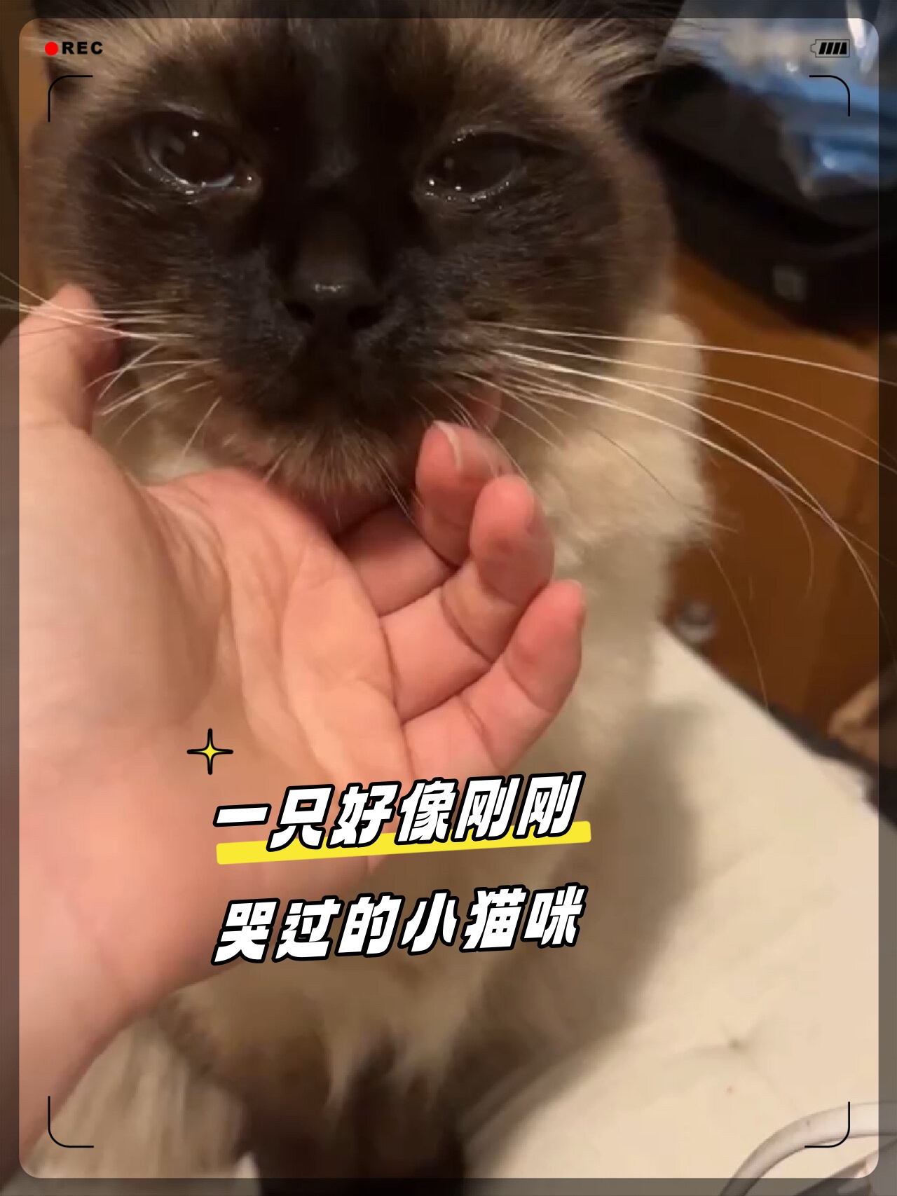 湿漉漉的小猫咪图片