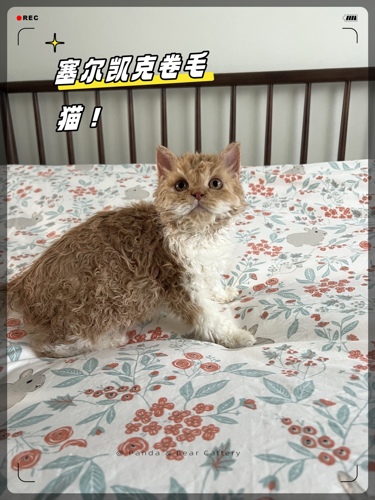 塞尔凯克卷毛猫性格图片