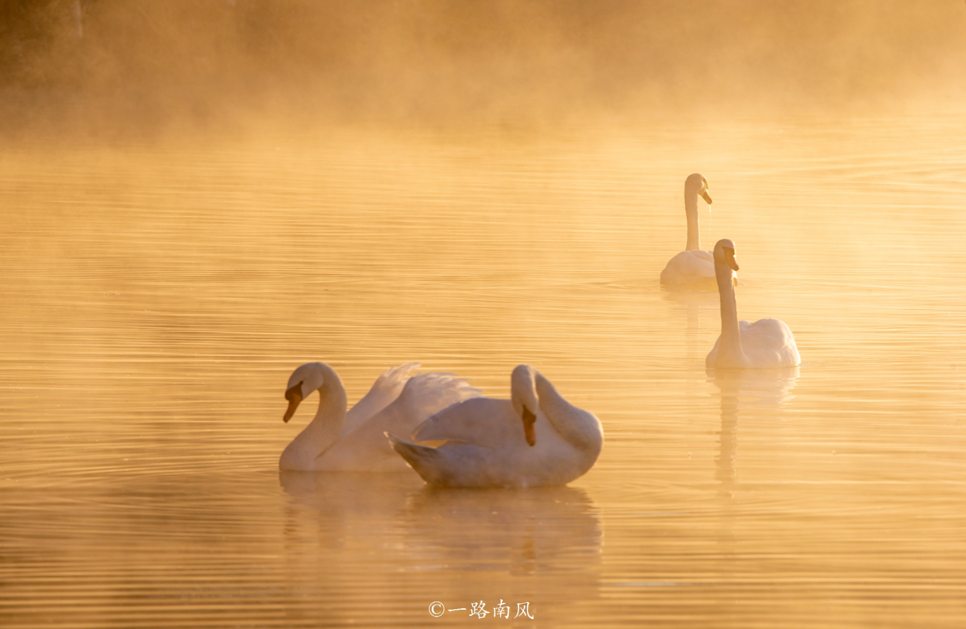 没想到伊犁还有这么一处人间仙境. 这个地方就是天鹅泉湿地公园,坐落