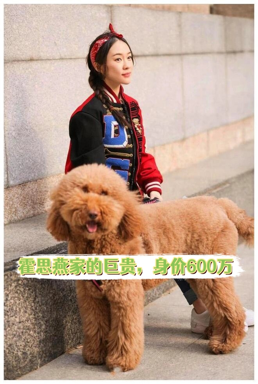 巨贵犬售价图片