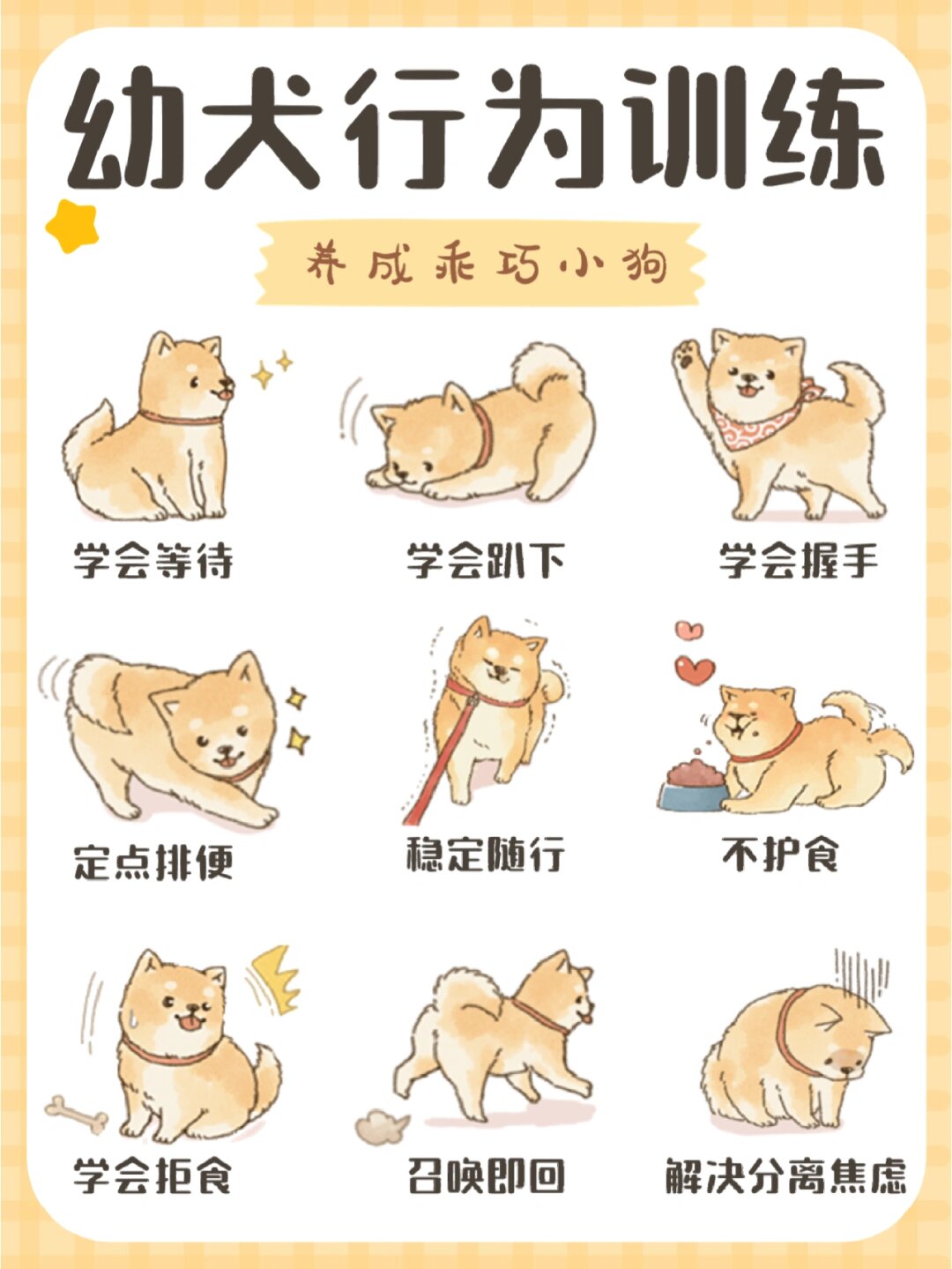 幼犬行为训练,养成乖巧小狗  学会等待,学会趴下,学会握手,定点排便