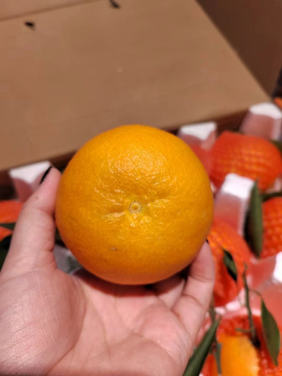 爱媛14号柑橘品种图片