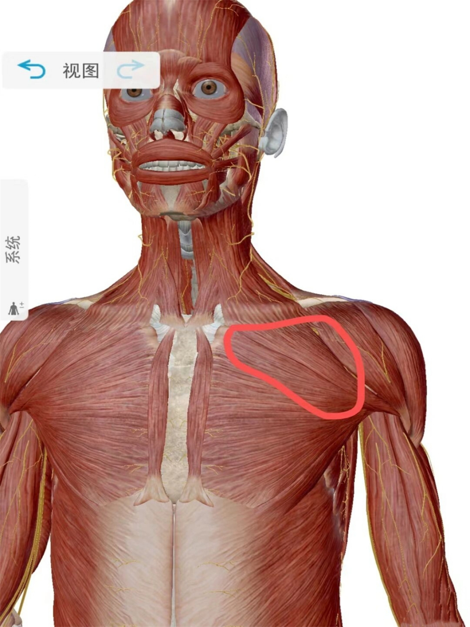 背后肩胛骨缝和胸小肌疼痛