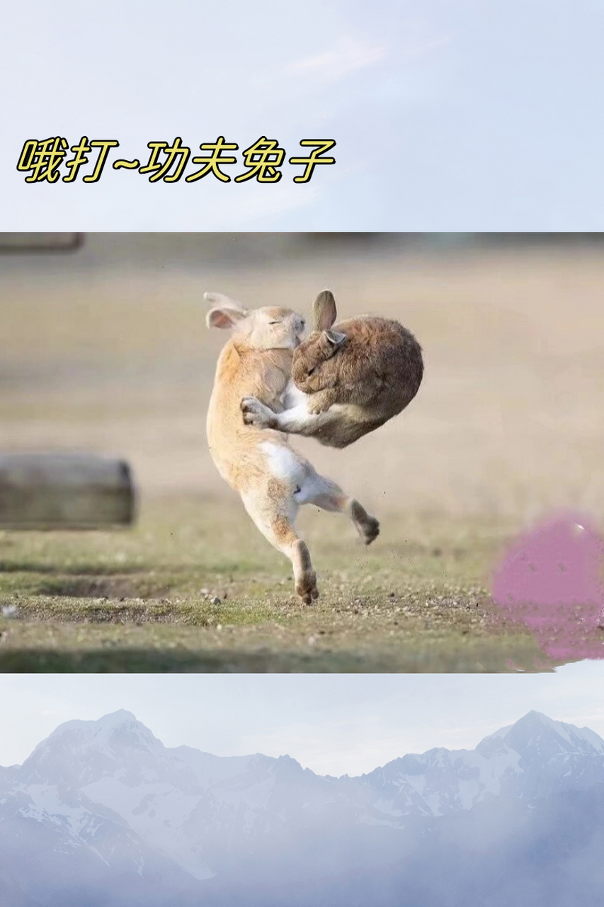 这些小兔子们看起来可不止是有点功夫在身上,简直就是功夫高手啊!