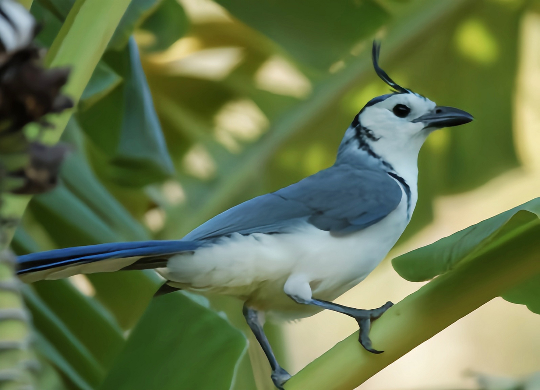 跨年创作挑战赛# 白喉鹊鸦别名有胸鹊鸟,共有3个亚种.