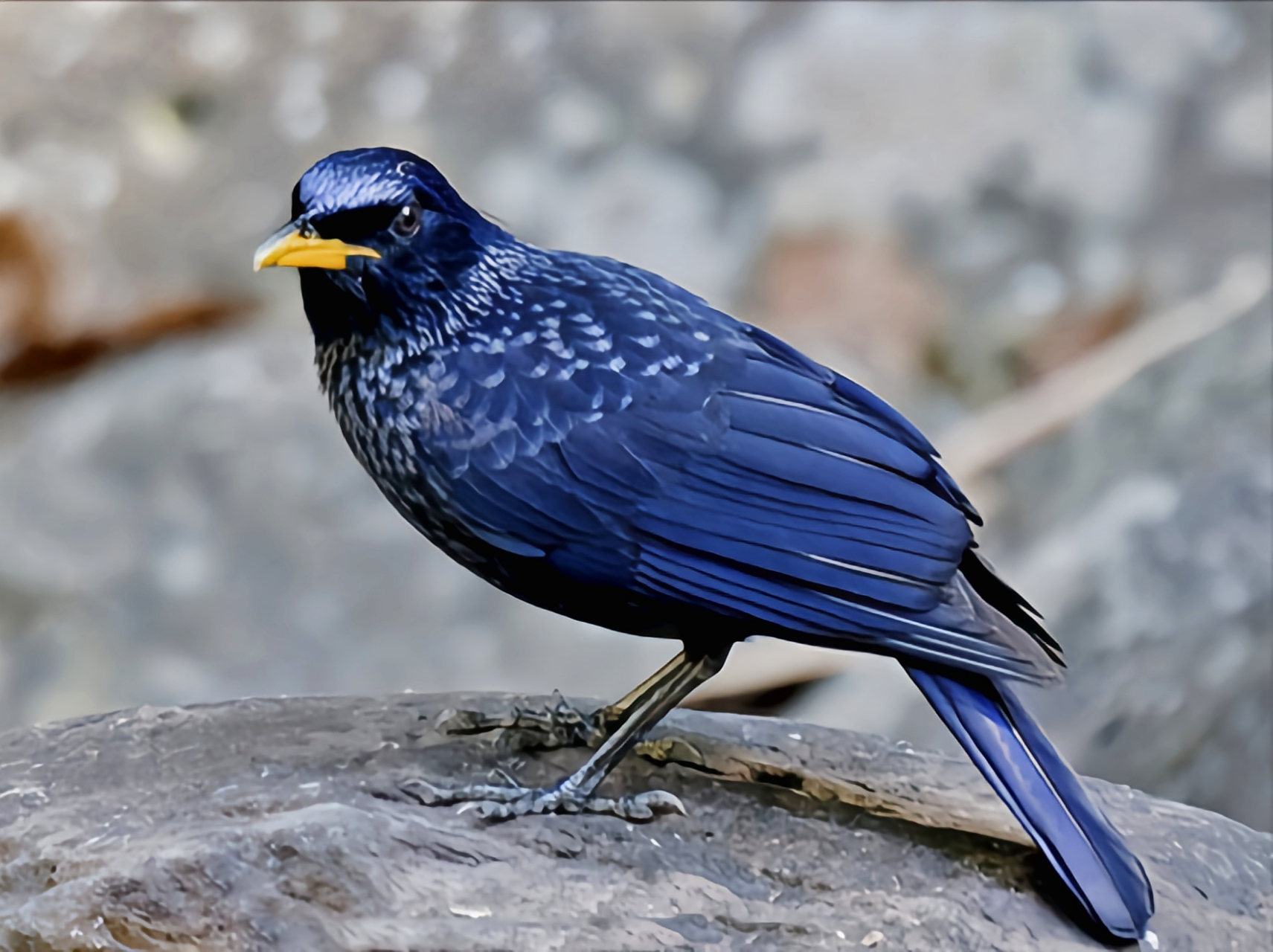 跨年创作挑战赛# 紫啸鸫别名蓝山雀,共有6个亚种.