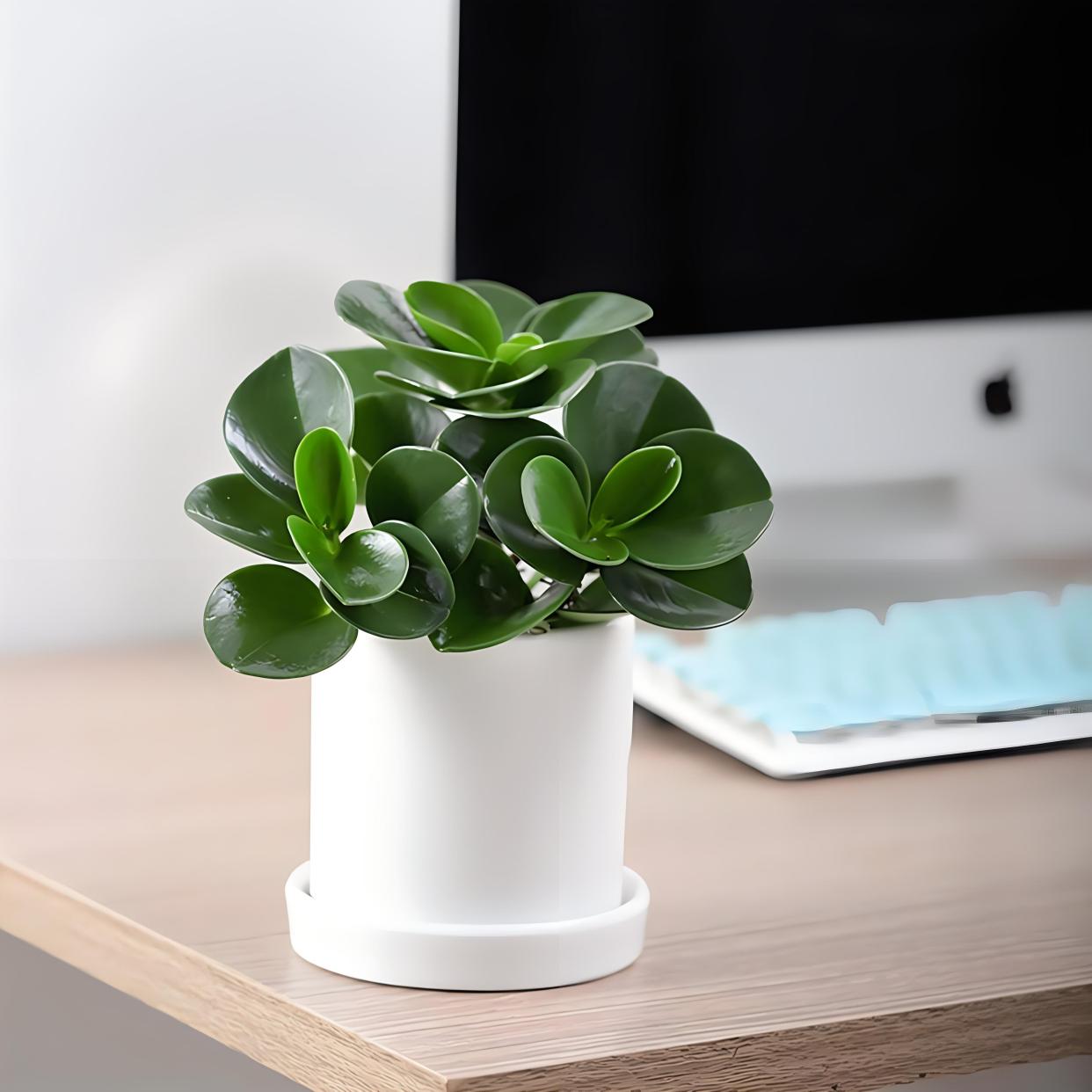 揭秘盆栽豆瓣绿的浇水技巧,让绿植更茁壮!