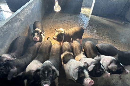 湖南宁乡花猪"出圈"创新名堂