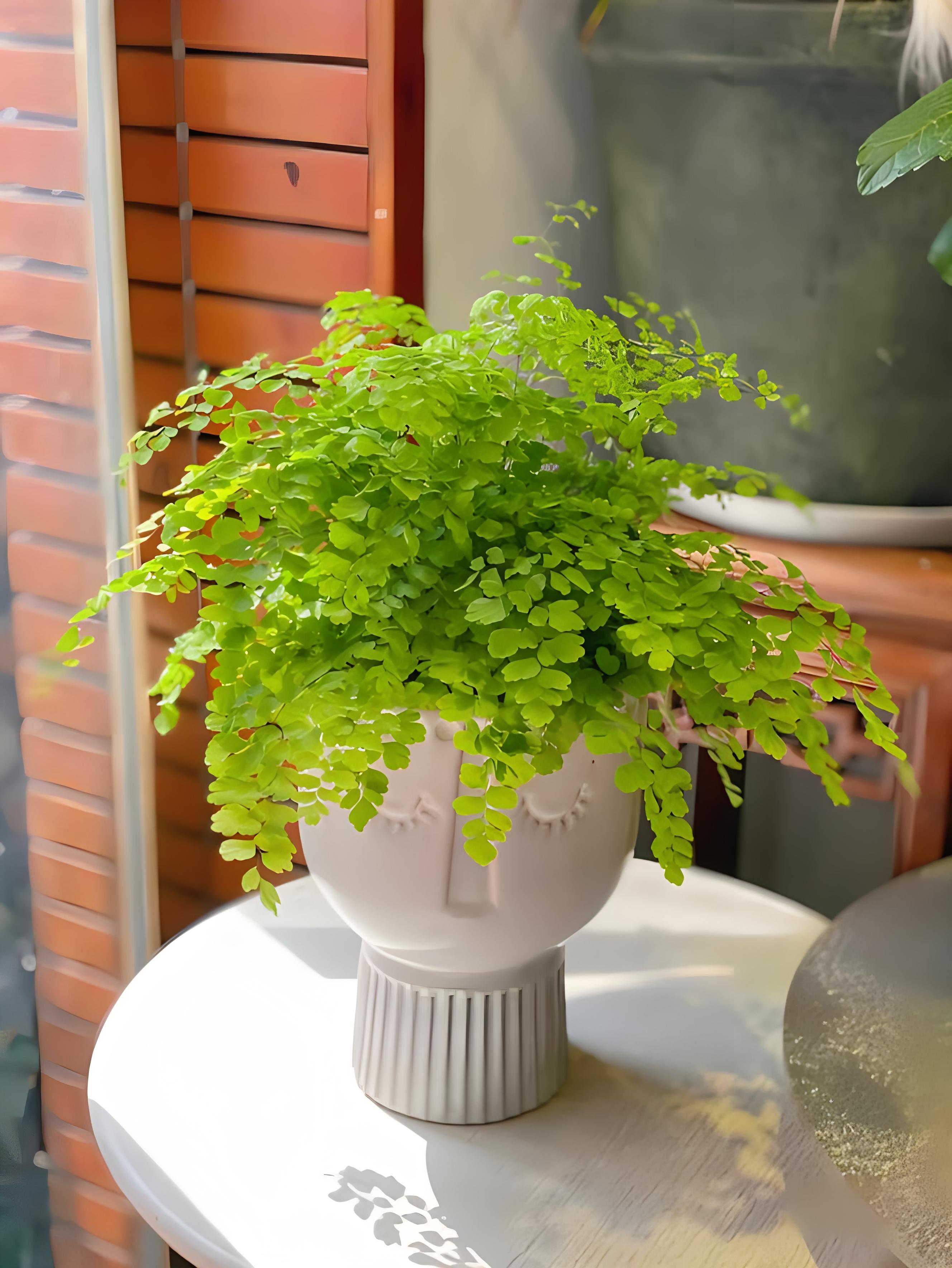 养铁线蕨用什么土好?揭秘盆栽铁线蕨土壤选择的四大干货