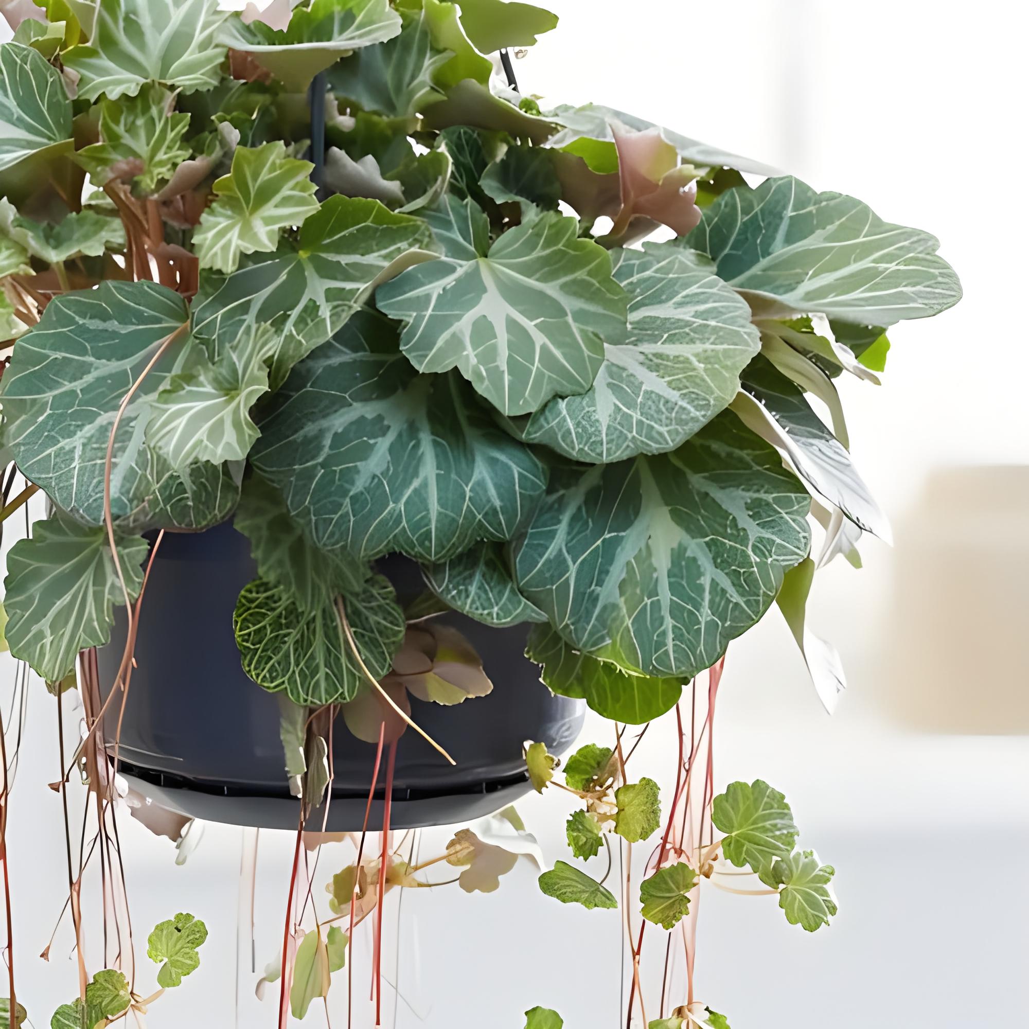 虎耳草怎么施肥?掌握这4点,轻松打造绿意盎然的虎耳草!