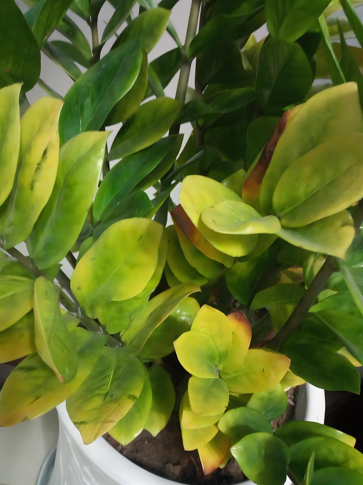 金钱树叶子发黄急救法!轻松几招,让你的绿植焕然一新