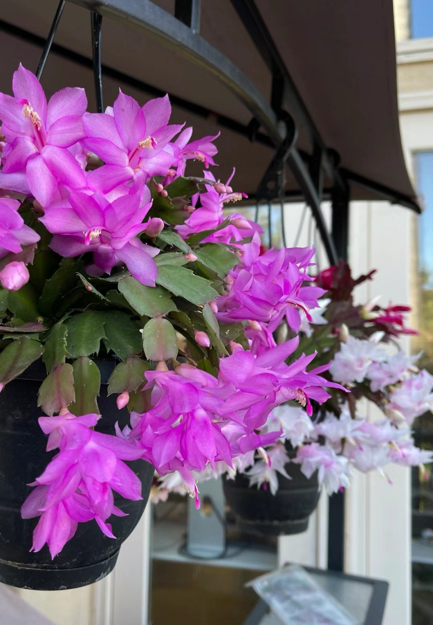 蟹爪兰花一开,就知道离过年不远啦!