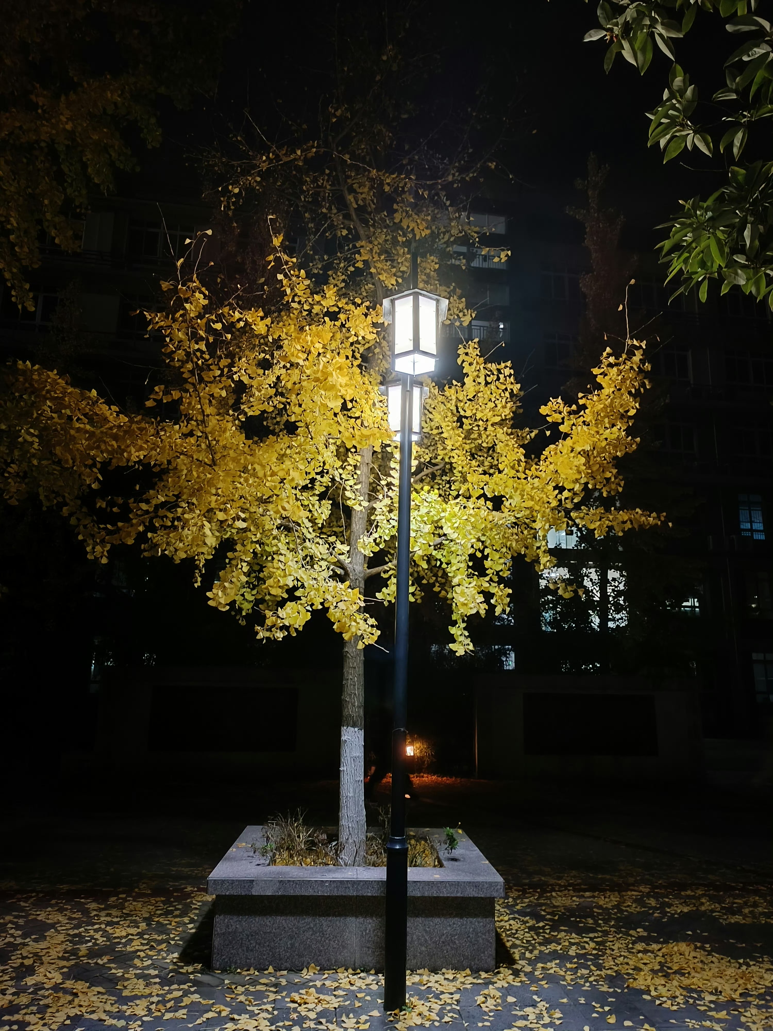 夜晚看到的银杏树