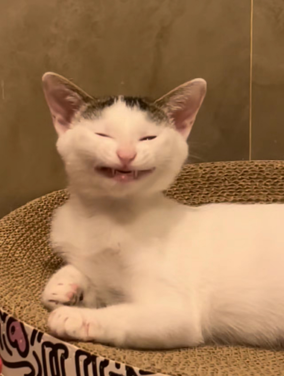谁家小猫咪这么笑啊?