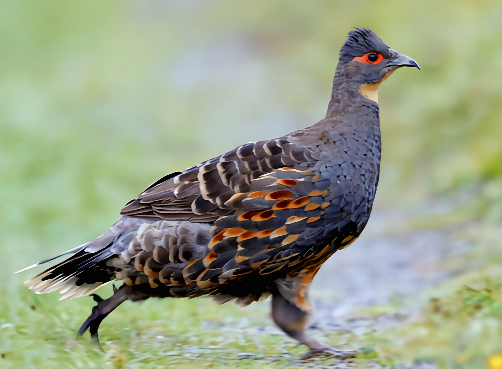 跨年创作挑战赛# 红喉雉鹑是我国一级保护动物.