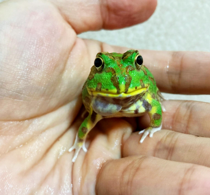 角蛙有牙齿吗?探索角蛙的奇特世界:它们的牙齿之谜