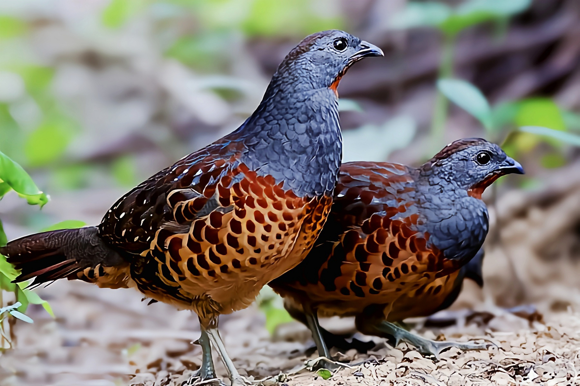 跨年创作挑战赛# 灰胸竹鸡别名竹鹧鸡,华南竹鹧鸪,是我国特有物种,共