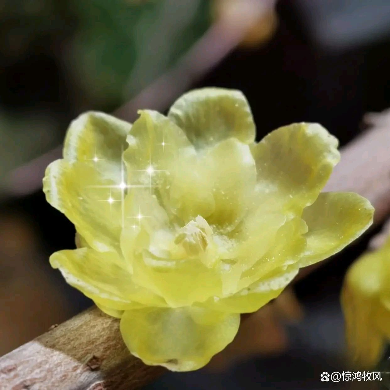 减字木兰花 梦梅