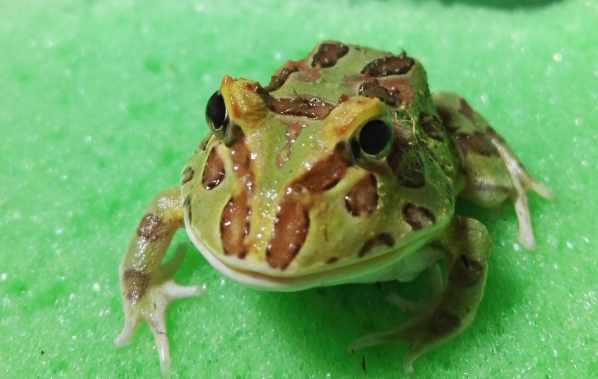 角蛙的牙齿结构独特,上颌有两排小牙齿,下颌有一排大牙齿,有助于捕食