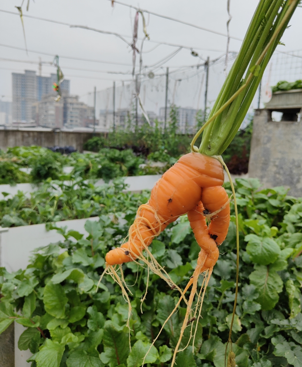 09 发现奇形怪状的胡萝卜!95