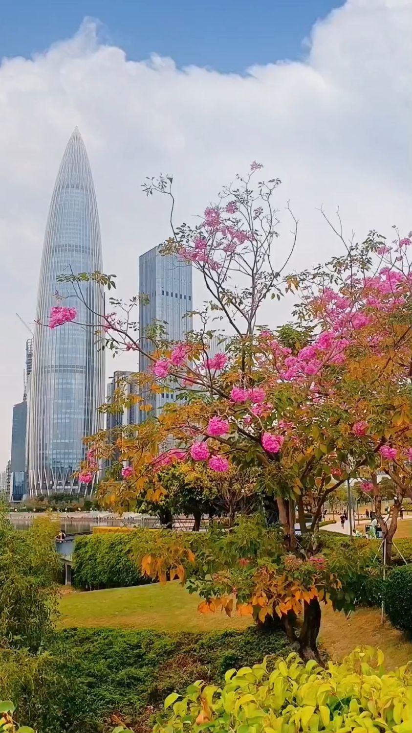漫步深圳人才公园随拍,带你看看美丽迷人的风景