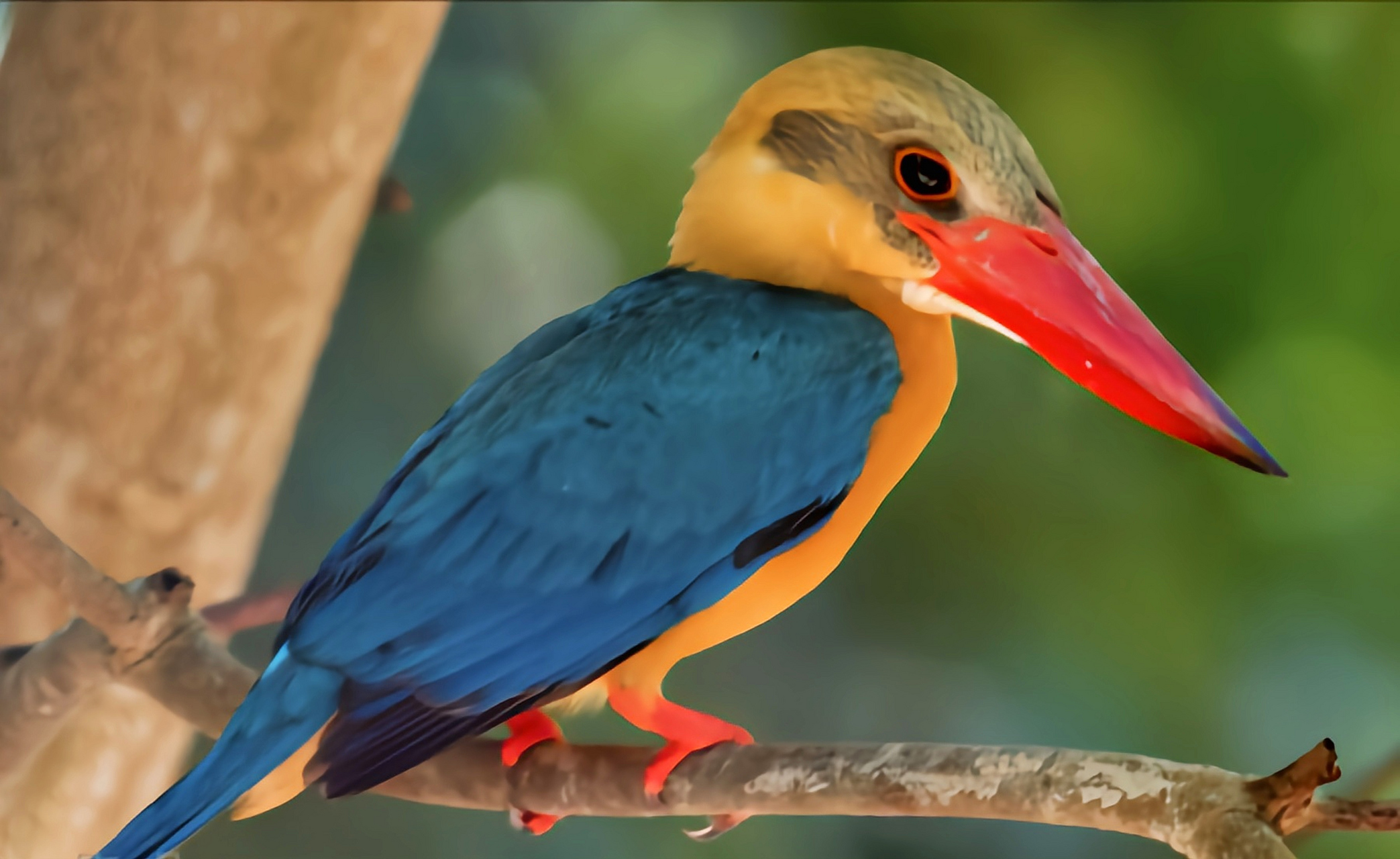 跨年创作挑战赛# 鹳嘴翡翠别名鹳嘴翠鸟,共有13个亚种,我国二级重点