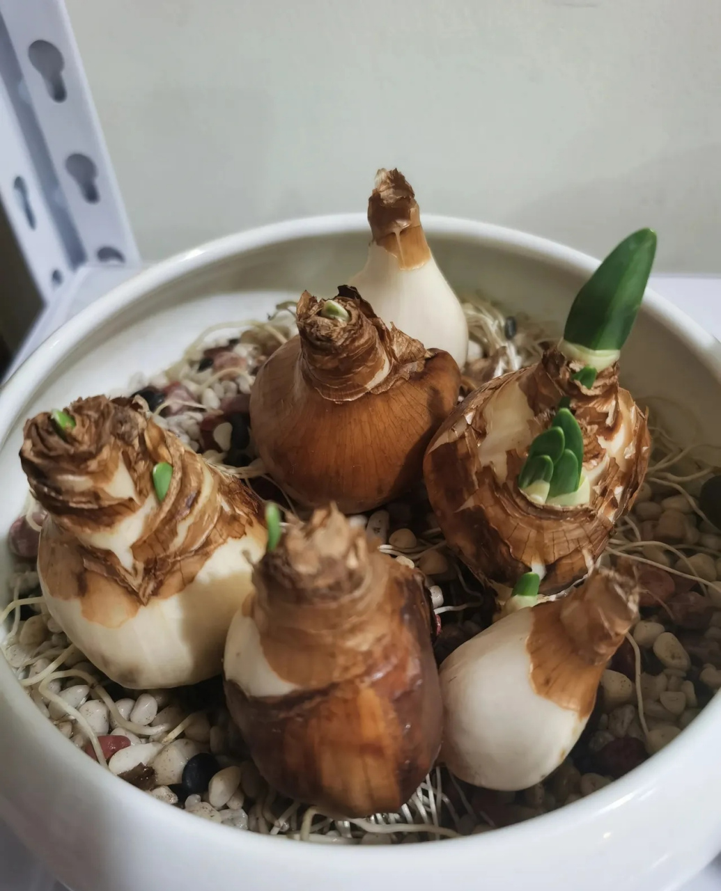跨年创作挑战赛# 这是我养了两个半月的水仙,才刚刚发芽,其中有一个