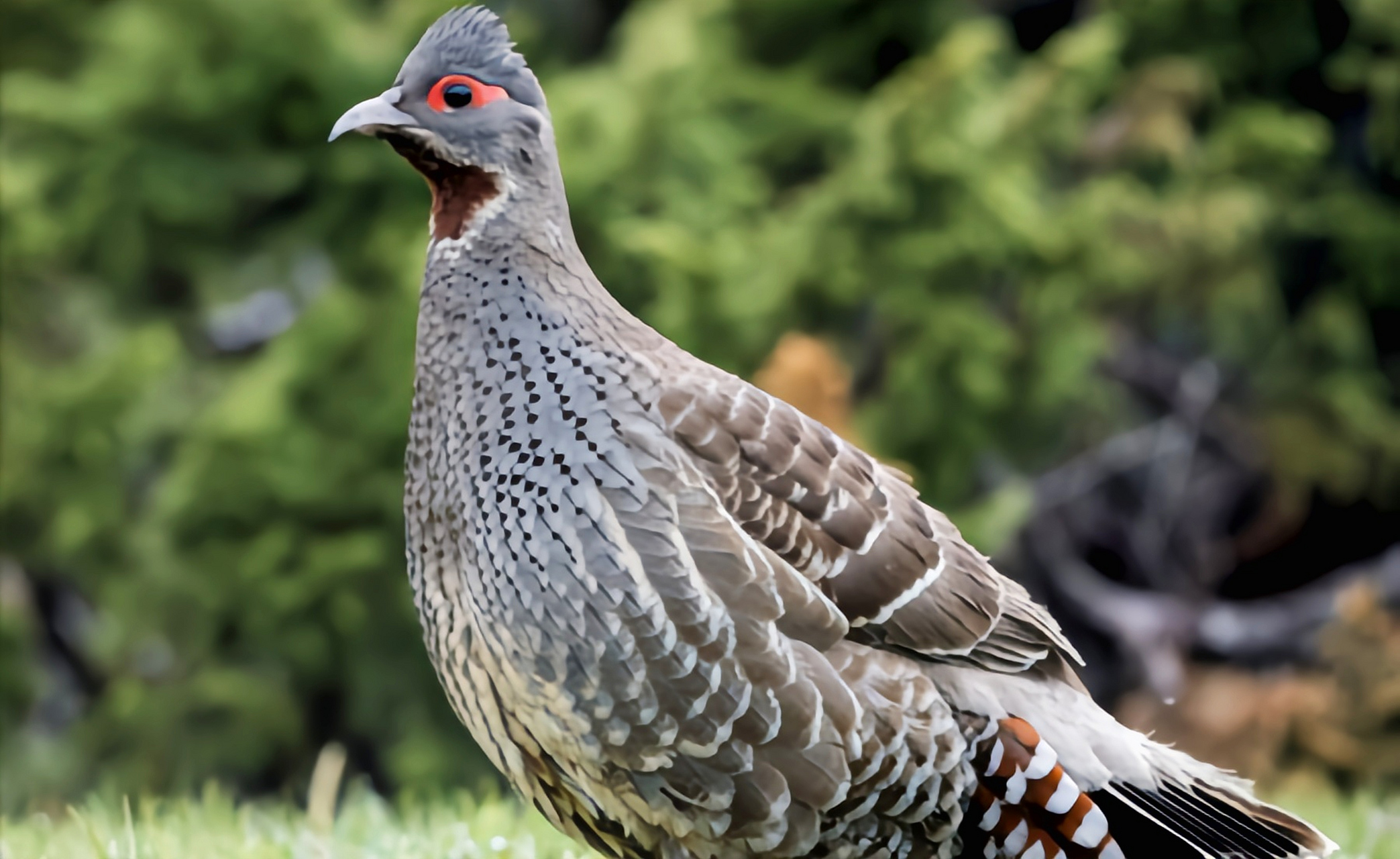 跨年创作挑战赛# 红喉雉鹑是我国一级保护动物.