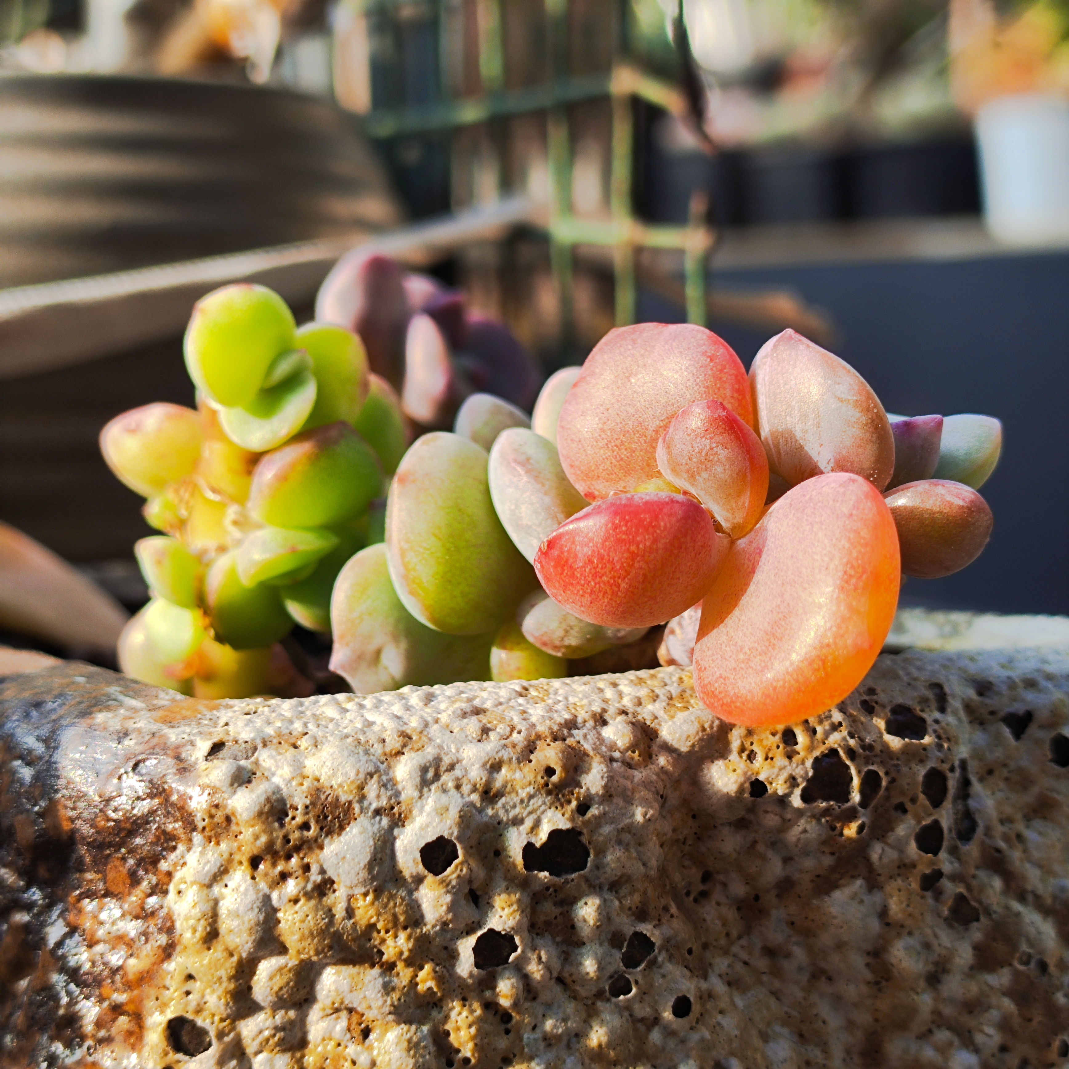 多肉植物# 这是花剑扦插出来的小小胖墩[嘻嘻]#多肉养护# 能猜出是啥