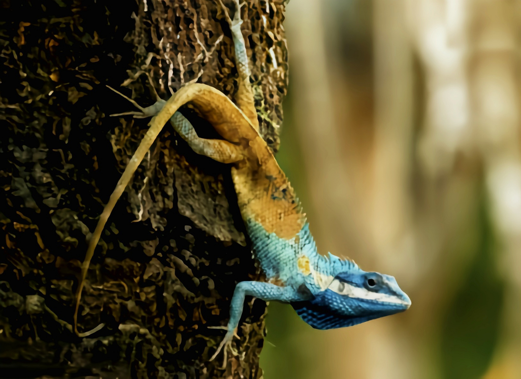 跨年创作挑战赛# 白唇树蜥别名箭鬓马,分布于缅甸,泰国,越南和中国