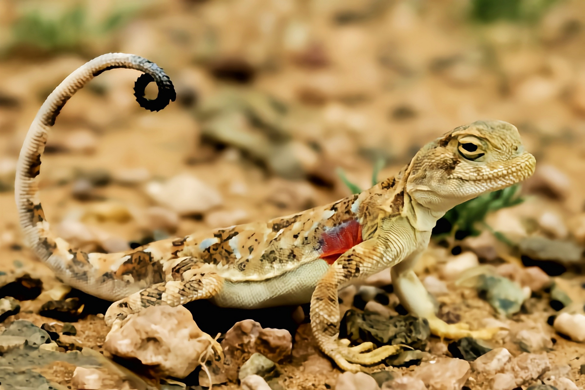 跨年创作挑战赛# 变色沙蜥是一种非常特别的小型爬行动物.