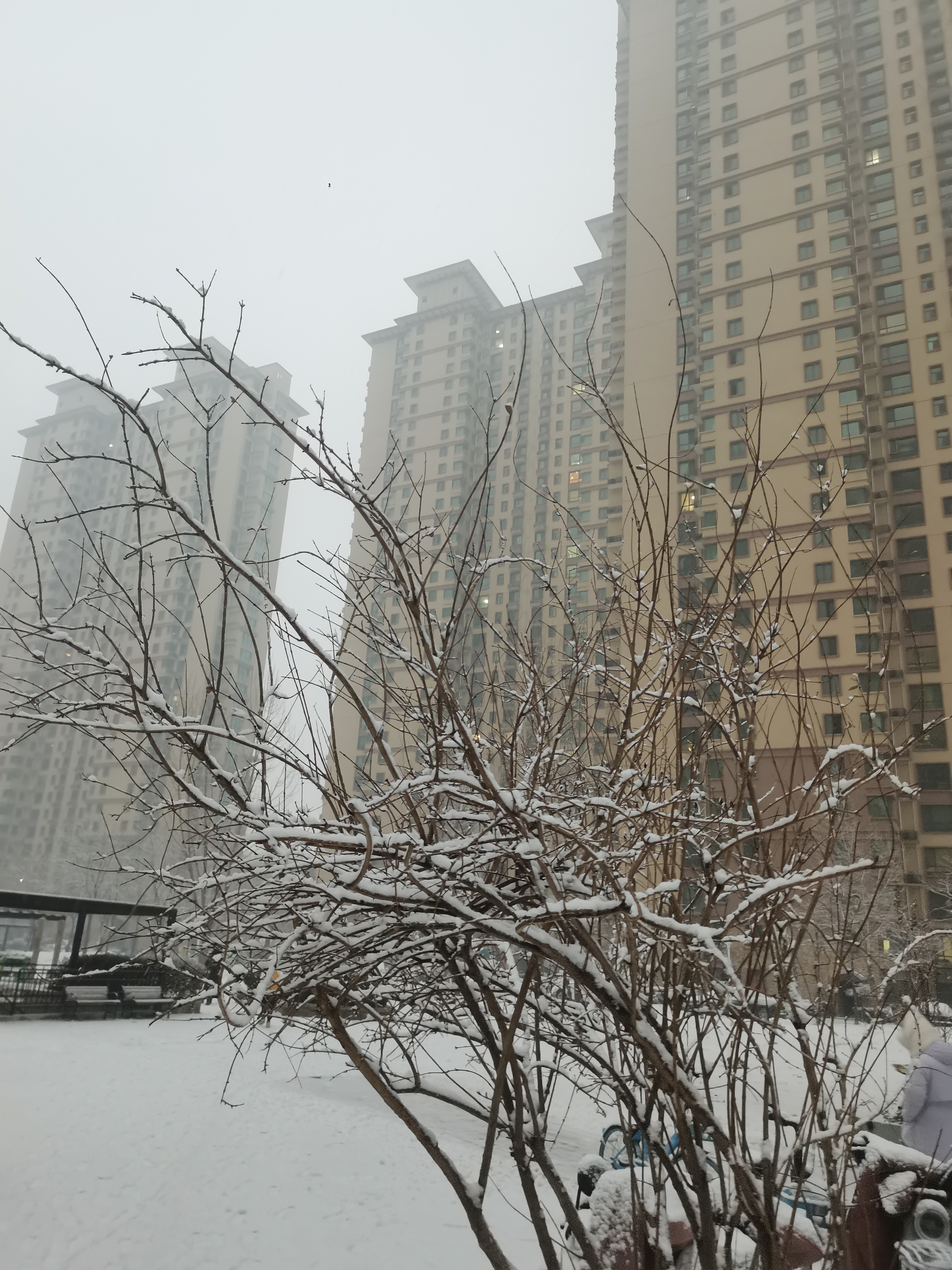 这雪景终于送货上门了 2024年第一场雪随风潜入夜早上又是白茫茫