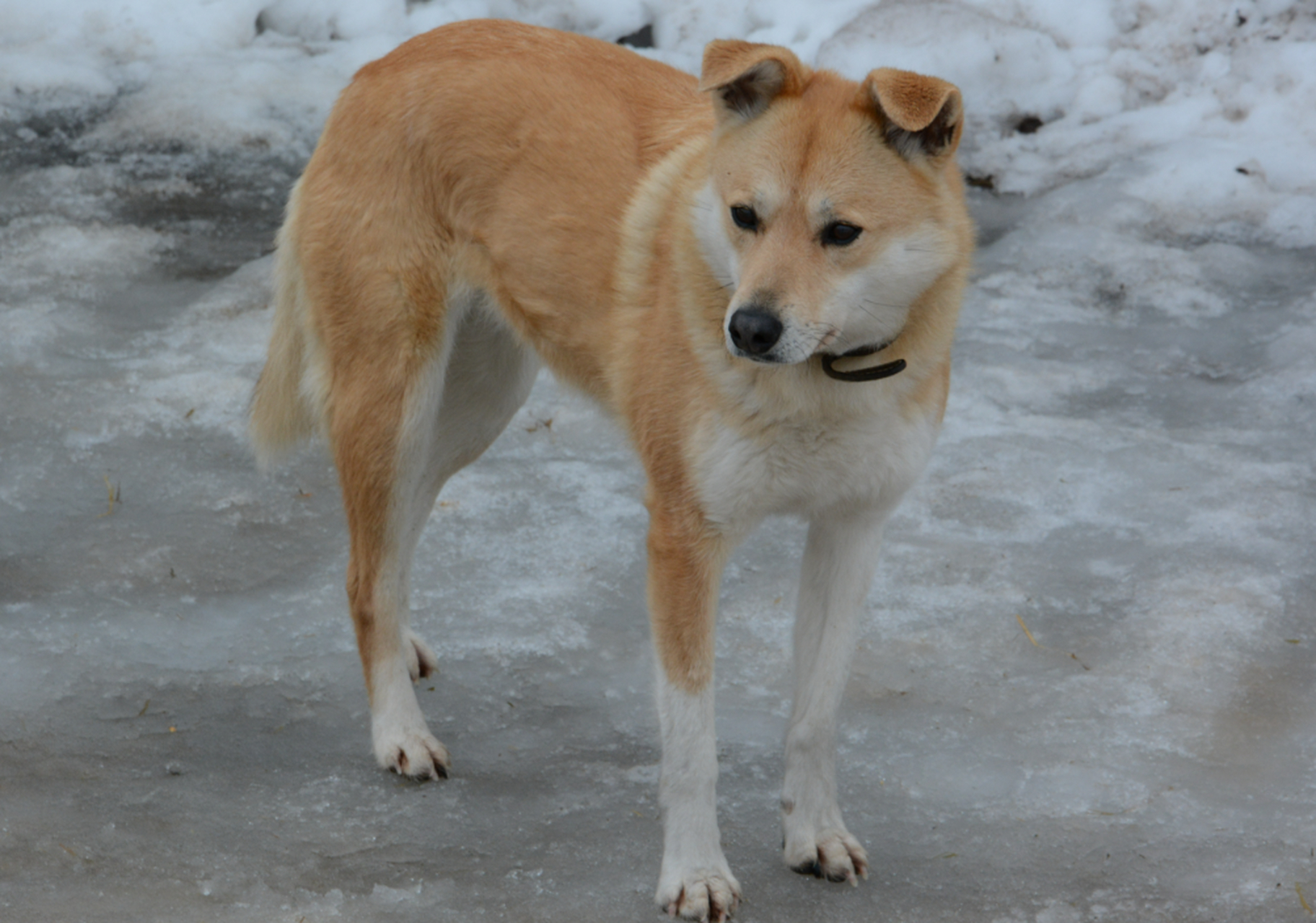 价格亲民且品种优良.共同关爱它们,传承美好传统吧!