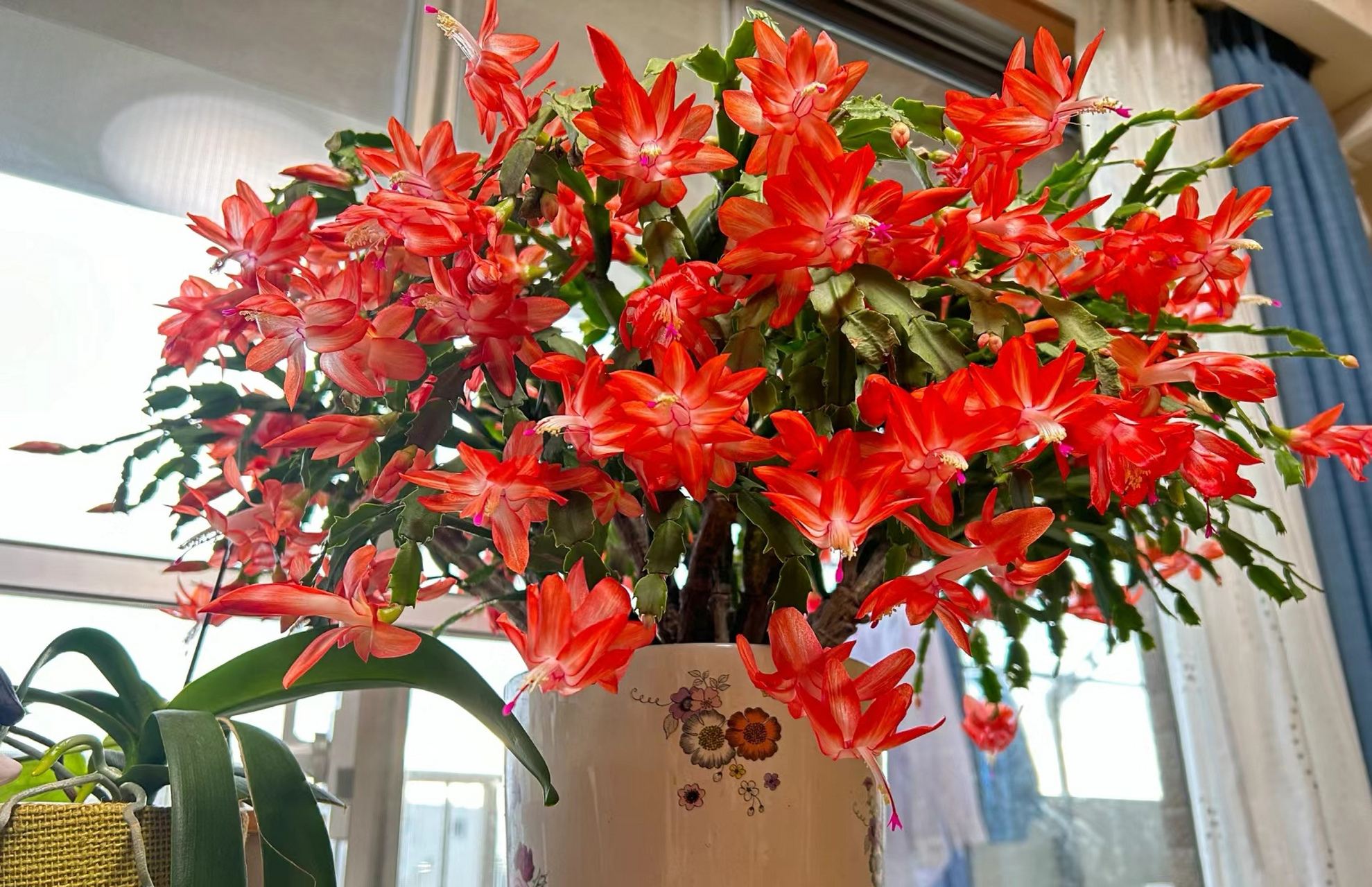 蟹爪兰花一开,就知道离过年不远啦!