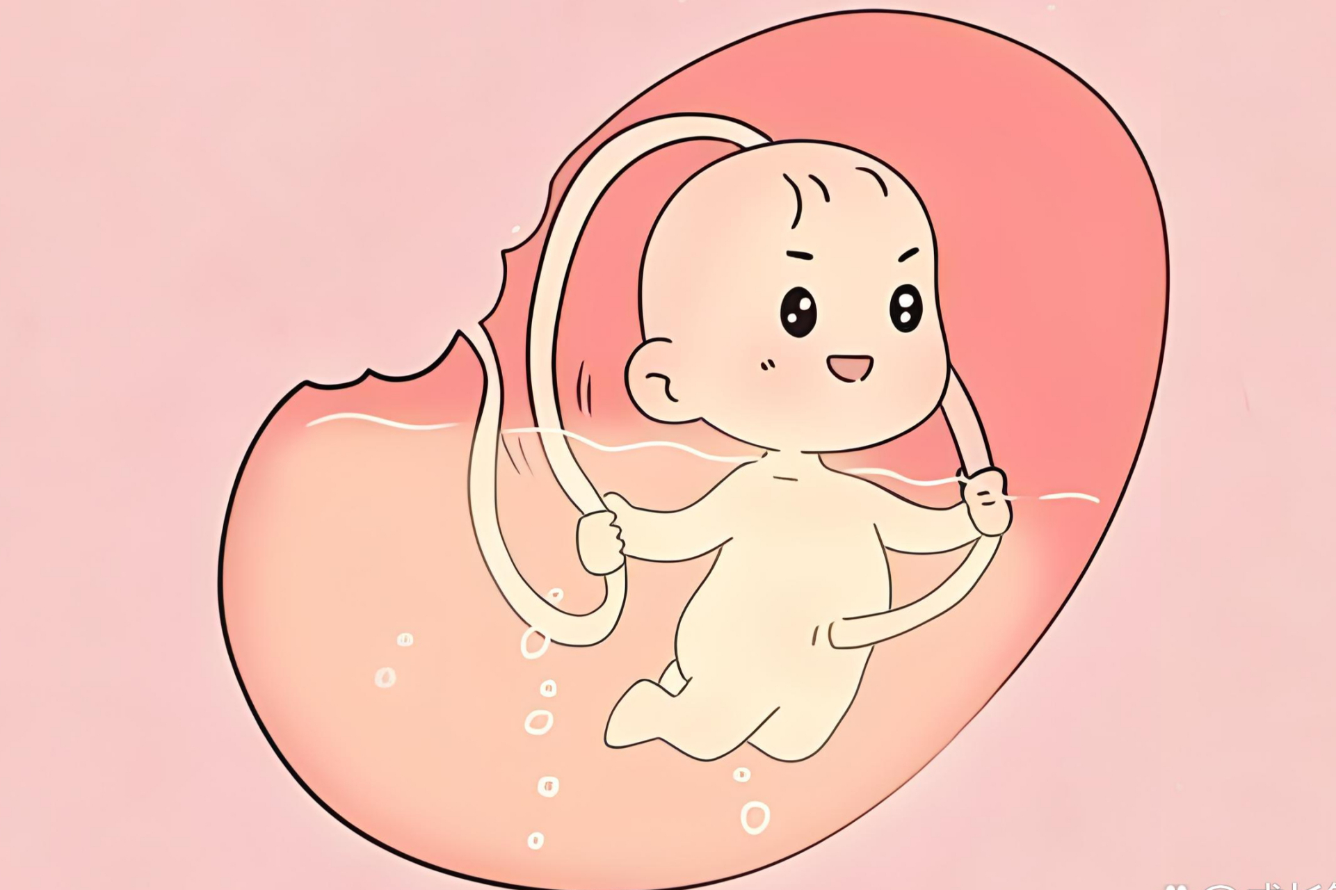 胎儿在妈妈肚子里三个月的时候,已经在做些什么呢?