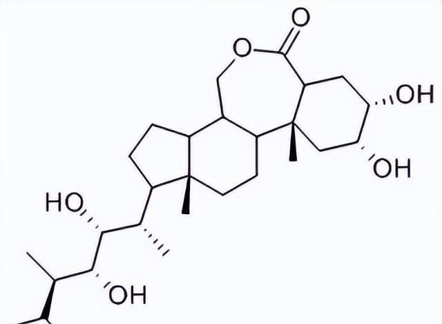 紫罗兰的生长过程日记图片