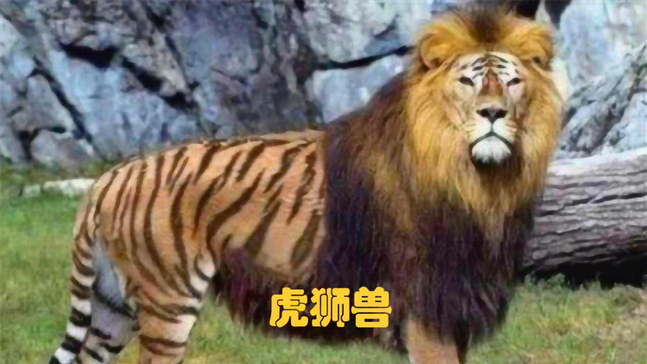 狮虎兽与虎狮兽的区别